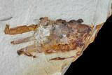 Partial Fossil Pea Crab (Pinnixa) From California - Miocene #85320-1